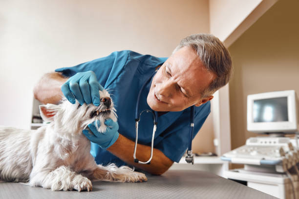 Best Weekend Emergency Dentist in Rosemount, MN